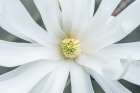 Washington State, Bellevue. Star Magnolia Art Print
